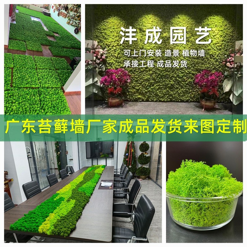 鹿角藓白发苔藓仿真植物墙装饰造景永生苔藓墙面假青藓材料微景观