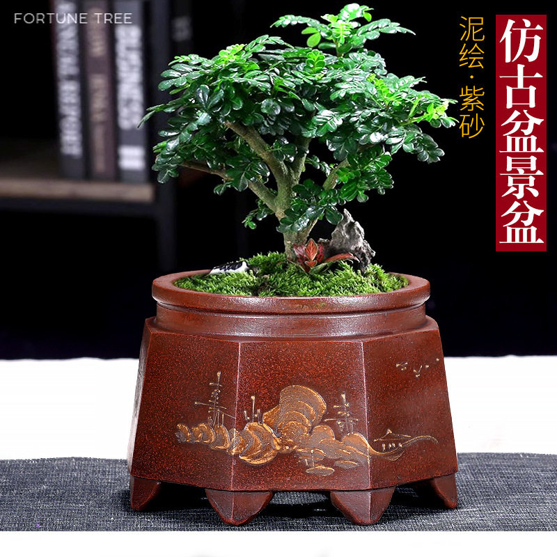 紫砂花盆菖蒲盆金弹子小叶紫檀办公室客厅室内精品高档兽头盆包邮