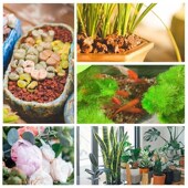 火山石鱼缸底砂养鱼专用造景水草沙铺底石装 饰底砂铺面石颗粒滤材