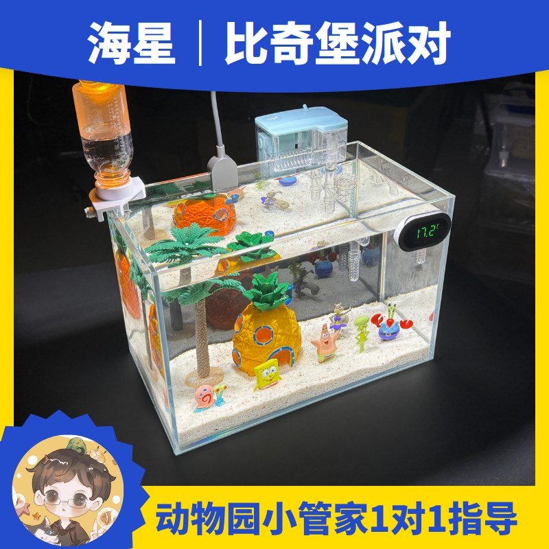 【进阶版】海星饲养套餐海星缸宠物迷你海洋生物海燕小黑的动物园