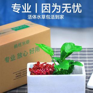 水草植物鱼缸真草造景套餐全套阴性水草绿植装 饰蜈蚣草水榕水草
