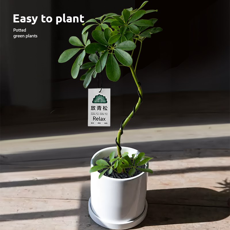 造型鸭脚木盆栽八方来财办公室桌面招财绿植室内净化空气好养植物