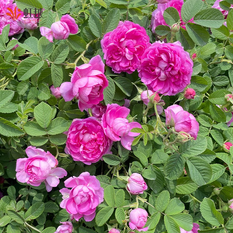 虹越可食用玫瑰花盆栽苗云南滇红墨红法国千叶紫枝玫瑰大朵可泡茶