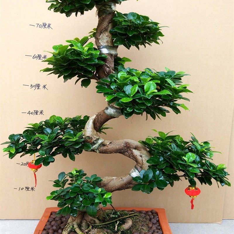 大型小叶榕树盆景植物气根树桩老桩造型室内客厅盆栽绿植四季常青