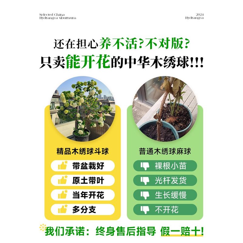 中华木绣球树苗欧洲木秀球斗球盆栽庭院木本风景树大花绣球花花苗
