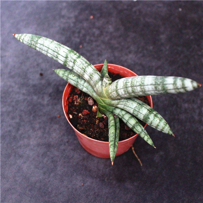 佛手虎尾兰 创意桌面植物小盆栽 办公室内棒叶虎皮兰 佛前香花卉