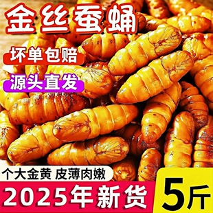 金丝蚕蛹鲜活冰冻蝉蛹活体冷冻冰鲜农家蚕蛹烧烤商用山东特产包邮