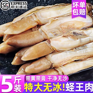 蛏子鲜活冷冻蛏王肉竹节蛏子王新鲜现剥圣子野生海鲜水产贝类批发