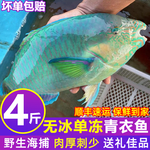 冷冻青衣鱼新鲜捕捞深海野海钓生珊瑚鱼刺身冰鲜青衣鱼海鲜水产