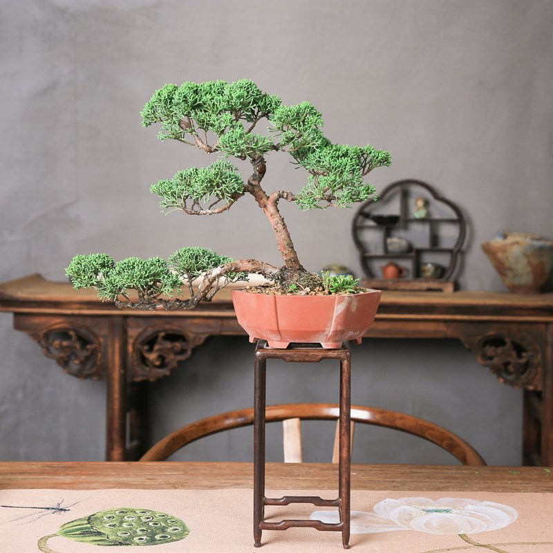 一本多杆济州真柏老桩造型盆景z四季常青办公室茶室摆件耐寒好养
