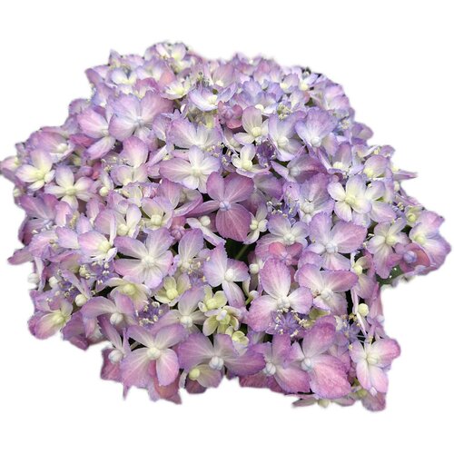 新品绣球花d大苗室内阳台盆栽庭院花卉植物三河千鸟有松佳澄爆米