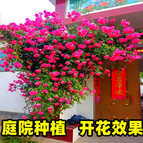 藤本月季浓香型特大花苗四季x开花庭院别墅蔷薇花玫瑰耐寒爬藤植