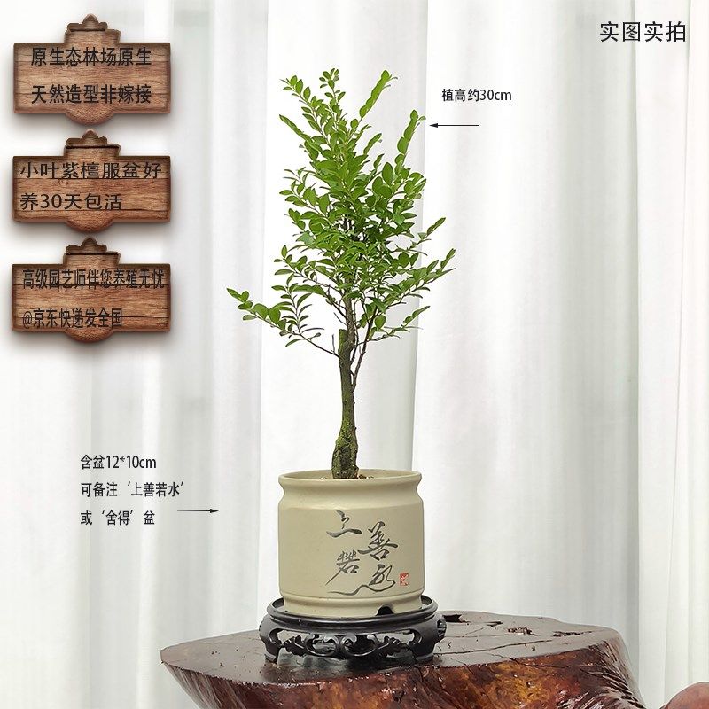 小叶紫檀盆e景树桩植物盆栽室内书房桌面绿植花盆四季常青5年老桩,鲜花速递/花卉仿真/绿植园艺,造型盆景,淘宝优惠券,粉丝福利购,淘宝优惠卷