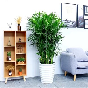 长沙同城夏威夷竹大盆栽s办公室客厅大型绿植室除甲醛椰子植物配