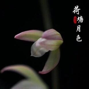 6-12月带花苞j建兰名品【荷塘月色】室内名贵兰花彩壳素四季兰花