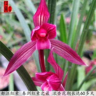 四川室内兰花苗 春剑 都江红素 阳E台花卉客厅兰花盆栽 自然种植