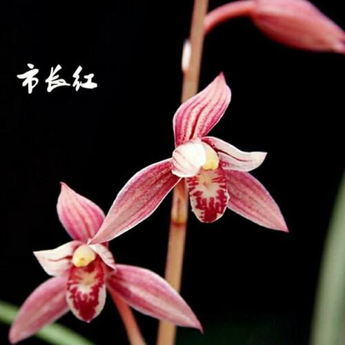 建兰市长红浓香型兰花卉办公室绿植Z四季兰花苗