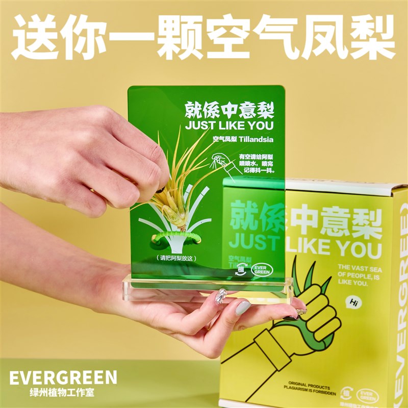 绿州就係中意梨空气凤梨无土植物办公室J桌面绿植懒人好养创意礼