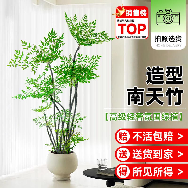 速发南竹天绿植室内盆栽客厅办公室四季好养真树花卉落地大型盆物