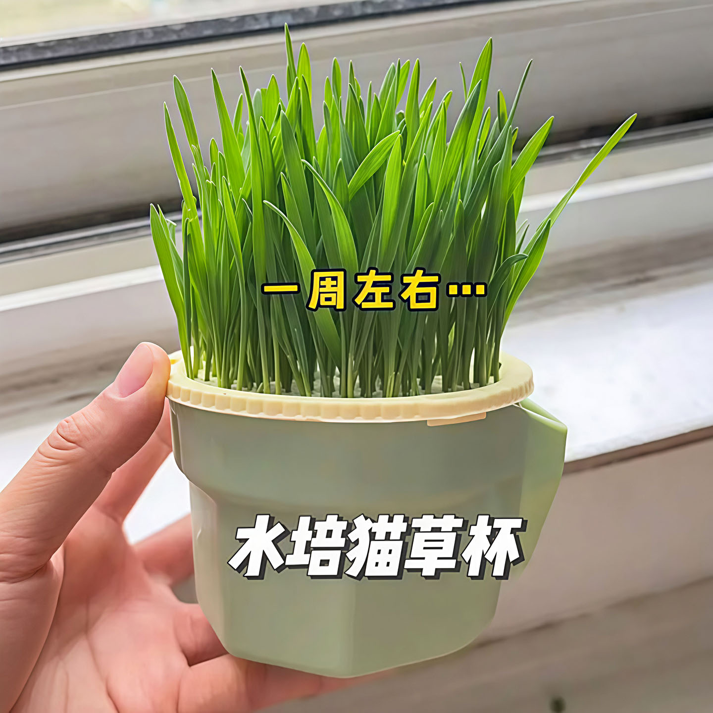 猫草水培盆懒人水培杯种植猫草杯盆栽排毛球化毛草猫草盆猫咪零食