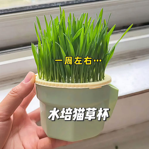 懒人水培猫草化毛排毛球
