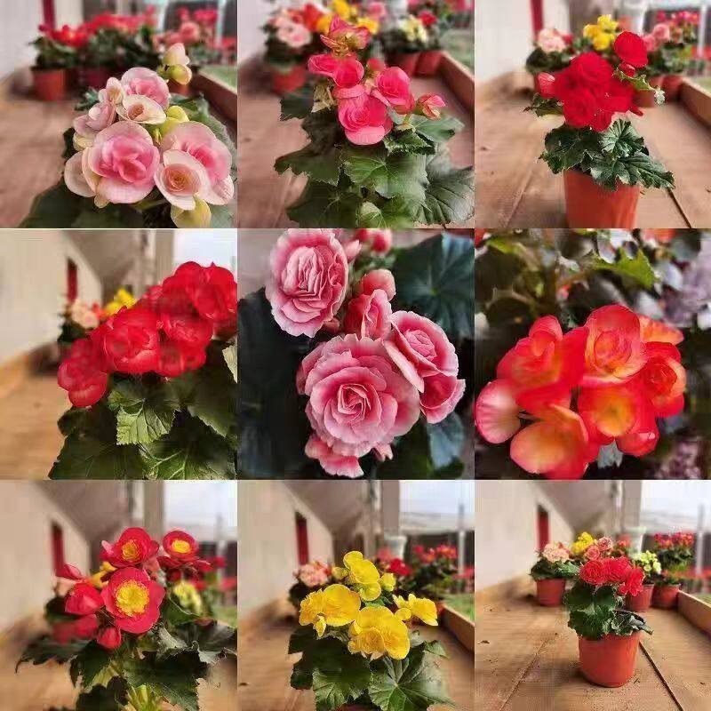 四季开花玫瑰海棠海棠秋海棠苗重瓣带花发货室内盆栽花卉好养