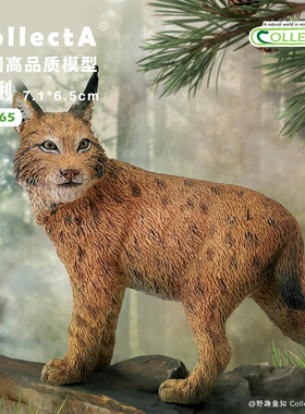 【88565山猫（猞猁）】CollectA官方授权正版动物模型早教玩具