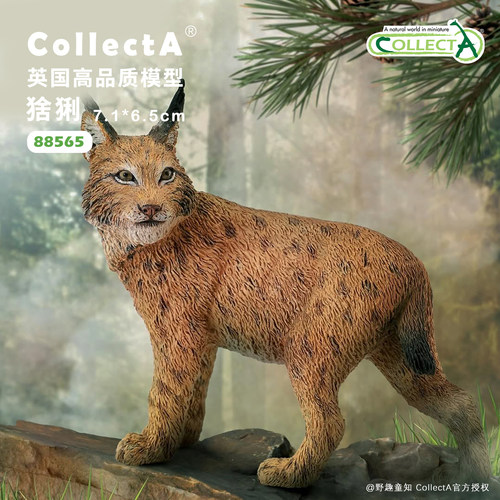 CollectA猞猁动物模型玩具
