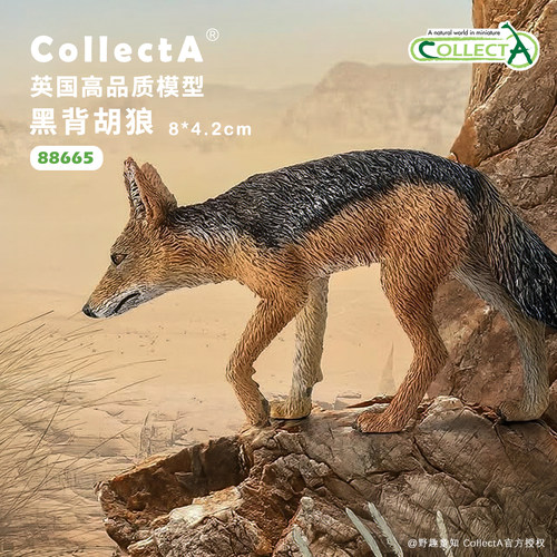 CollectA黑背胡狼动物模型玩具