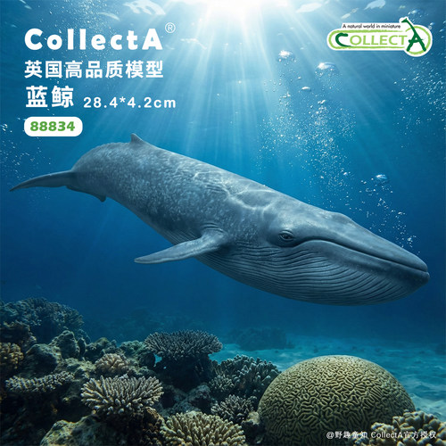 【88834蓝鲸】CollectA官方授权正版动物模型