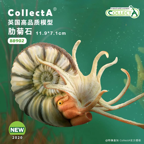 CollectA肋菊石动物模型玩具
