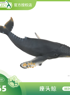顺丰包邮【88347座头鲸】CollectA官方授权正版动物模型早教玩具