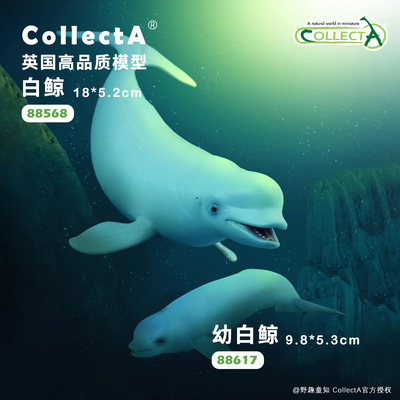 【白鲸/幼白鲸】CollectA官方授权正版动物模型早教玩具