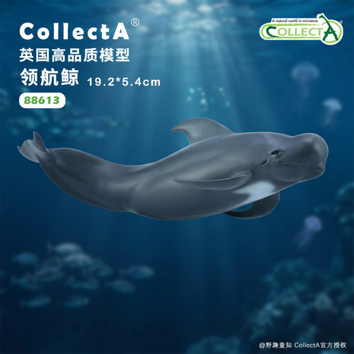 【88613领航鲸】CollectA官方授权正版动物模型早教玩具海洋鲸鱼