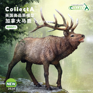 动物模型早教玩具 CollectA官方授权正版 80021加拿大马鹿