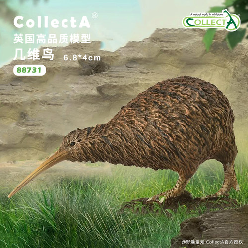 CollectA鹬鸵(几维鸟)