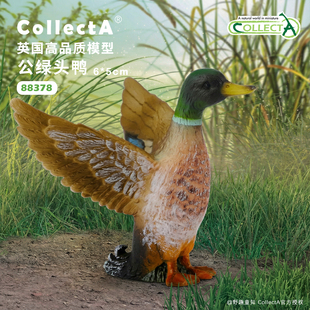 【88378公绿头鸭】CollectA官方授权正版动物模型早教玩具