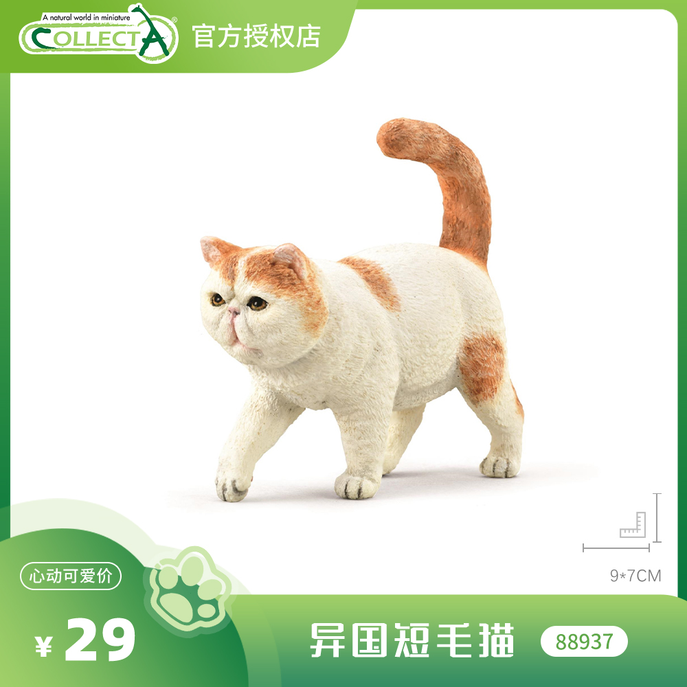【88937异国短毛猫】CollectA官方授权正版动物模型早教玩具