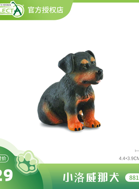 【88190小洛威那犬】CollectA官方授权正版动物模型早教玩具