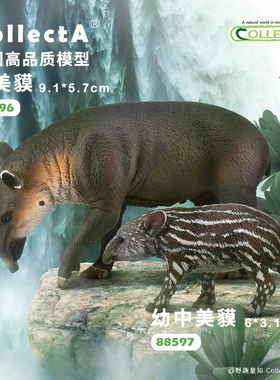 顺丰包邮【88596中美貘】CollectA官方授权正版动物模型早教玩具