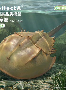 【88905马蹄蟹】英国CollectA官方授权正版动物模型早教玩具手办