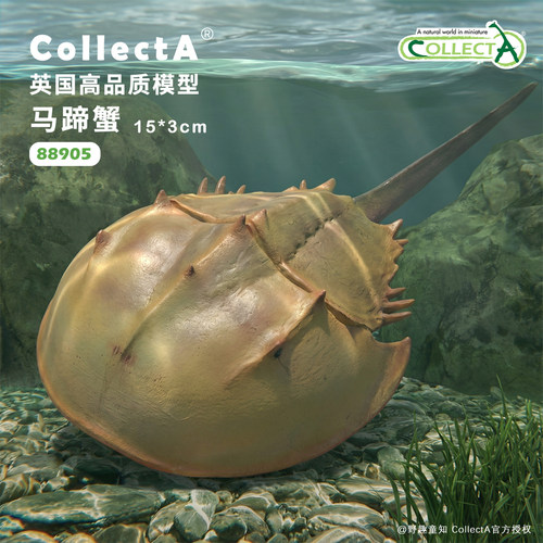 【88905马蹄蟹】英国CollectA官方授权正版动物模型早教玩具手办