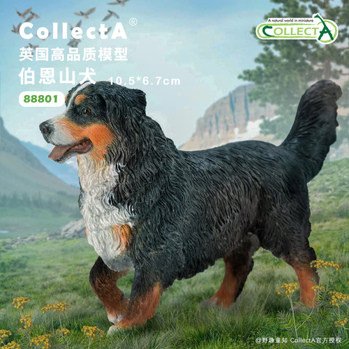 CollectA伯恩山犬动物模型玩具