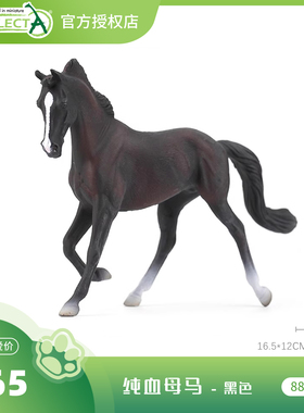 【88478纯血母马黑色 】CollectA官方授权正版动物模型早教玩具