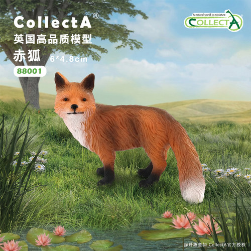 【88001赤狐】英国CollectA官方授权正版动物模型早教玩具模型