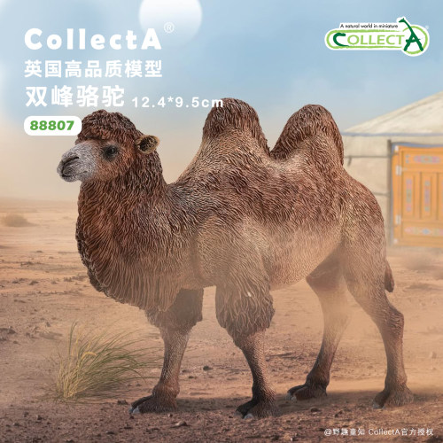 CollectA双峰骆驼动物模型玩具