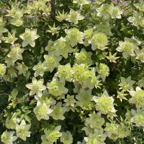 【小绿】1.5加仑铁线莲阳台庭B院地载盆栽爬藤花卉植物四季开花