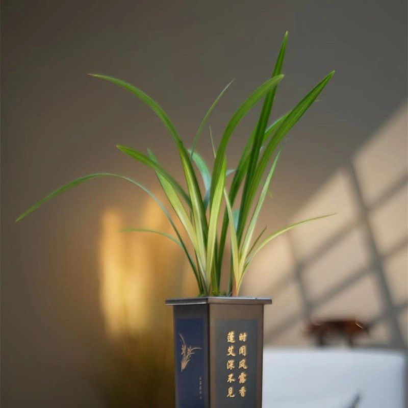 13【带树脂盆发货】建兰覆轮艺【高山春色】精品T国兰茶室书房客,鲜花速递/花卉仿真/绿植园艺,国兰/杂交兰/洋兰类,淘宝优惠券,粉丝福利购,淘宝优惠卷