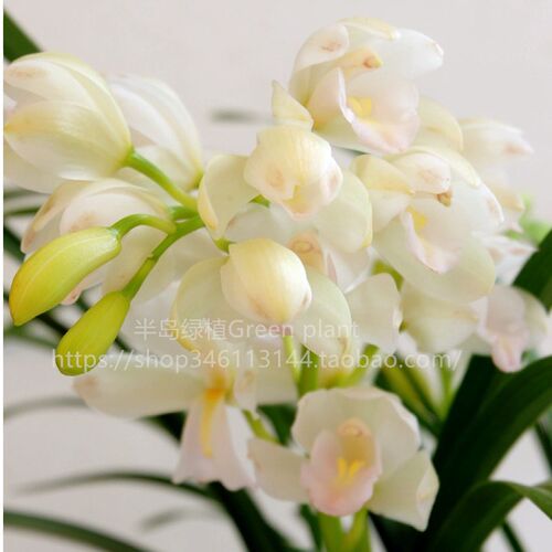 半岛植物 名贵香兰盆栽兰花带花苞发货花卉四季开W花绿植办公室内