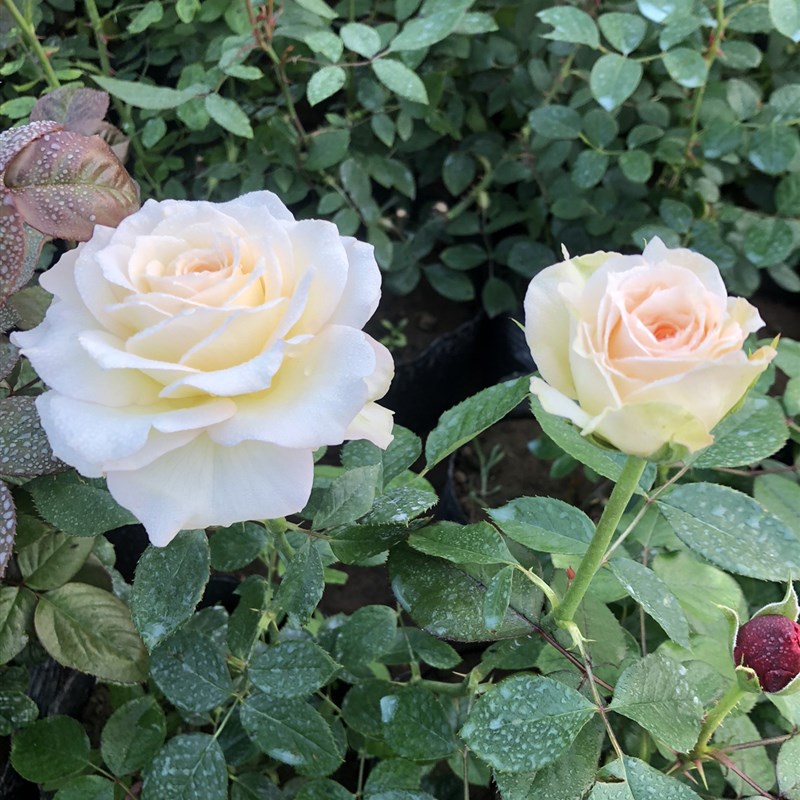 法国香水月季奶白色浓香灌木直立性M好抗病性强耐寒耐热